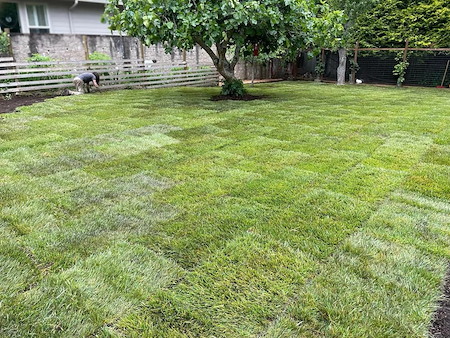 Grass Seed or Sod: Which Is Better for a Eureka Lawn?